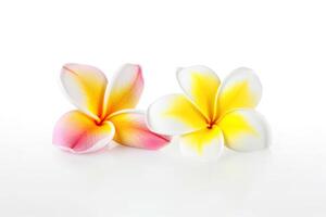 tropical magnifique fleurs, frangipanier plumeria fleur isolé sur blanc Contexte. ai généré photo