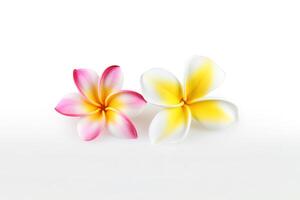 tropical magnifique fleurs, frangipanier plumeria fleur isolé sur blanc Contexte. ai généré photo