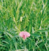 vert champ de blé, magnifique usine, petit fleur photo