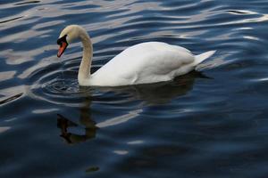 vue d'un cygne muet sur l'eau photo