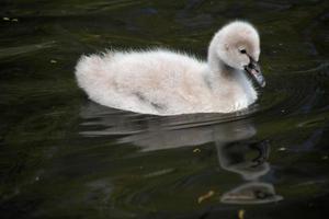 une vue d'un cygne noir photo