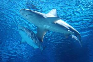 requin nageant sous l'eau photo