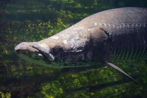 poisson arowana - gros plan sur le visage photo