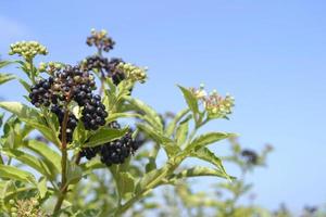 grain de raisin plante et ciel dans Contexte photo