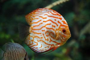 Orange et blanc disque poisson - côté vue photo