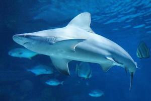 requin nageant sous l'eau photo