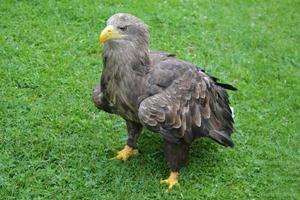 américain marron Aigle permanent sur une herbe photo