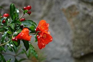 fleur rouge d'une grenade en fleurs photo