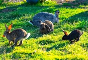 Beaucoup de lapins colorés aux cheveux moelleux assis sur l'herbe verte sur le pré photo