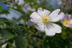 fleurs roses roses sur un buisson vert. photo