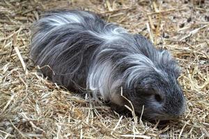 Guinée porc avec longue fourrure - animal de compagnie animal photo