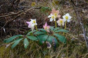 helleborus Niger fleur dans le les bois photo