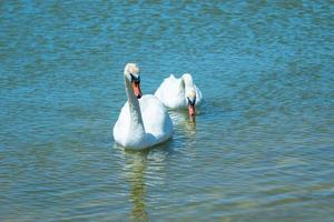 cygnes blancs à la surface de l'eau du lac. beauté de la nature