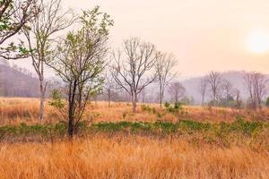 arbres et prairies et soleil du matin photo