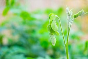 feuilles de jeunes feuilles photo