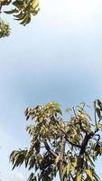 vert feuilles de une mangue arbre photo