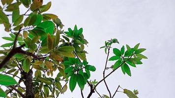 vert feuilles de une arbre dans le forêt photo