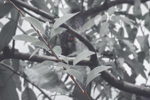 vert feuilles de une mangue arbre photo