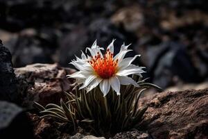 le edelweiss fleur grandit sur un de le planètes dans espace où là est non vie, récupération de le planète après le apocalypse, génératif ai. photo