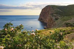 le rosier sauvage avec des fleurs roses et des feuilles vertes photo