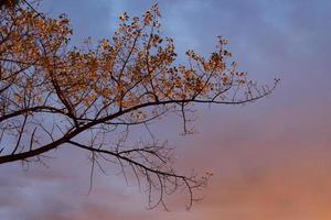 fond avec des branches darbres et des feuilles dautomne photo