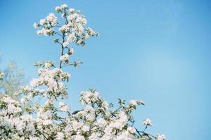 épanouissement Pomme arbre branches avec blanc fleurs fermer. photo