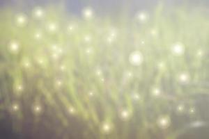 fabuleux arrière-plan flou avec des reflets en vert clair l'herbe photo