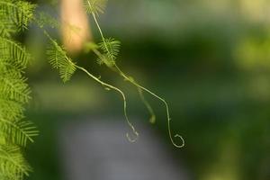 fond naturel avec plante rampante sur les barres métalliques photo