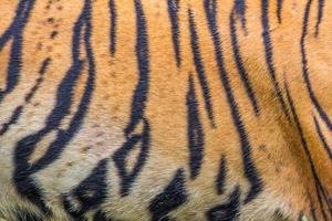 tigre fourrure rayures sur peau de un amour tigre photo