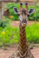 visage de masaï girafe en mangeant photo