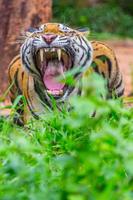 tigre en colère les dents photo
