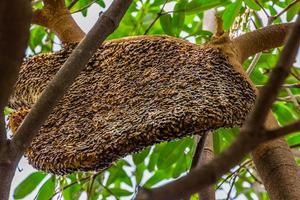 gros nid d'abeille sur le arbre photo