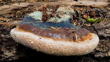 conk champignon sur une bûche dans la forêt près de marion fourches, ou photo