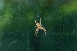 araignée de jardin au centre de la toile photo