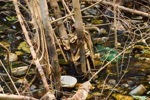 Plastique déchets dans le l'eau forêt l'eau la pollution Plastique déchets écologie global chauffage photo