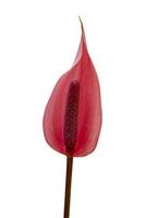 anthurium fleur rouge isolé sur blanc Contexte avec coupure chemin photo