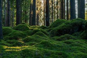 Mousse couvrant le sol d'une forêt de sapins et de pins en Suède photo
