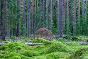 grande fourmilière au milieu d'une forêt de pins et de sapins photo