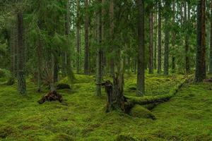 Forêt de pins et de sapins en Suède avec des arbres tombés recouverts de mousse