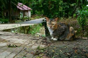 une femelle chat relaxant sur une petit béton pont photo