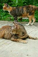 vu une national chaton en jouant dans le rue photo