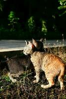 deux chatons en jouant dans Extérieur photo