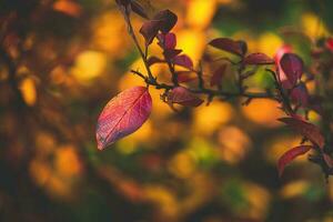 rouge et Orange l'automne feuilles de le buisson dans fermer sur une chaud journée dans le jardin photo