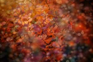 rouge l'automne feuilles de le buisson dans le chaud après midi Soleil dans le jardin photo