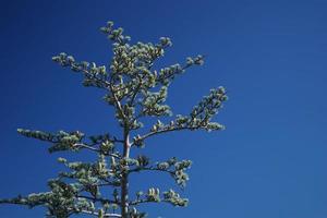 Arbre de cedrus atlantica sur fond de ciel bleu photo