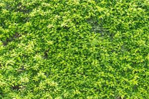 fond naturel de feuilles vertes