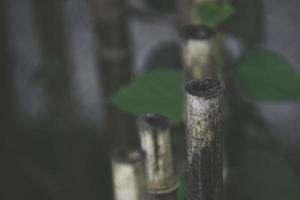 fond naturel avec des détails en bambou photo