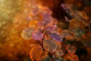 rouge l'automne feuilles de le buisson dans le chaud après midi Soleil dans le jardin photo