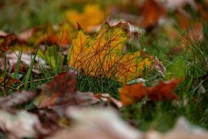 rouge l'automne érable feuilles mensonge parmi vert herbe dans le parc dans fermer photo