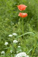 rouge délicat été coquelicot sur vert Prairie Contexte photo